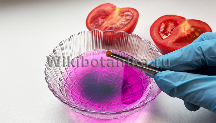 Томаты на рассаду без замачивания в марганцовке