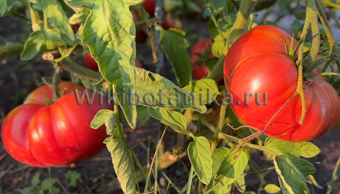 Томаты на рассаду простой способ