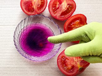 Томаты на рассаду: без замачивания, проращивания, пикировки