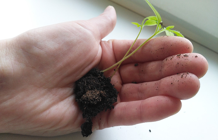 Рассада в торфяных таблетках