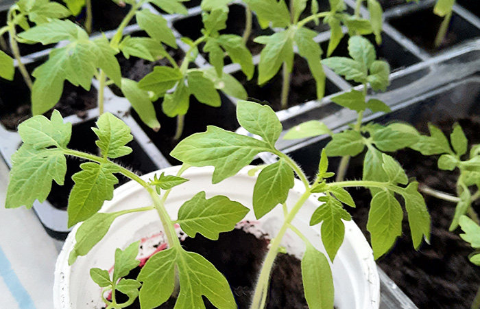 Как растет рассада в торфяных таблетках