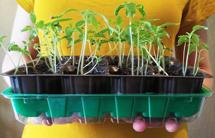 Торфяные таблетки как использовать