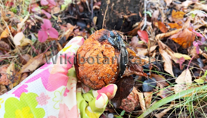 Уборка приствольного круга