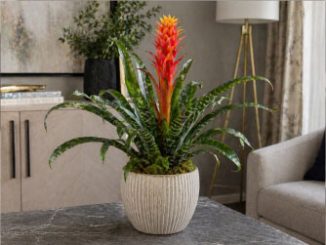 Вельтгеймия