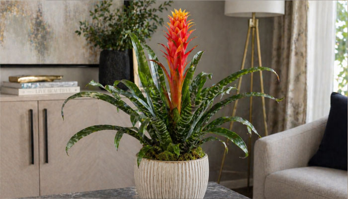 Вельтгеймия