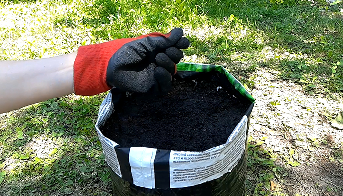 Высадка огурцов в мешок