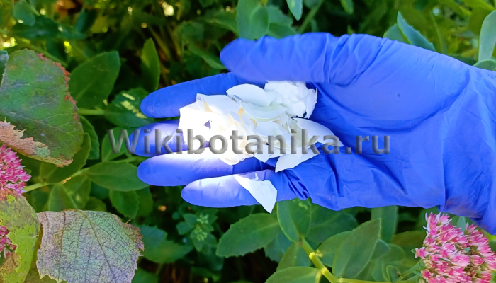 Яичная скорлупа для кальция