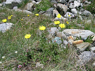 Ястребинка