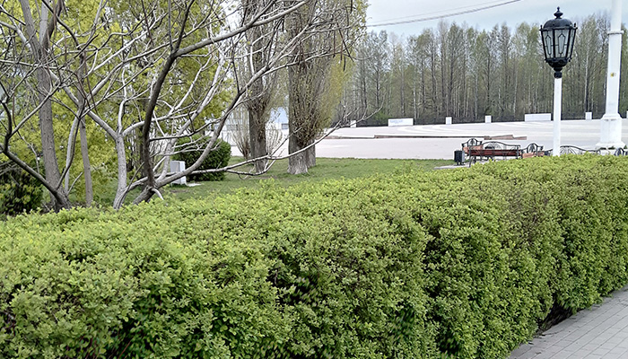Какой бывает живая изгородь