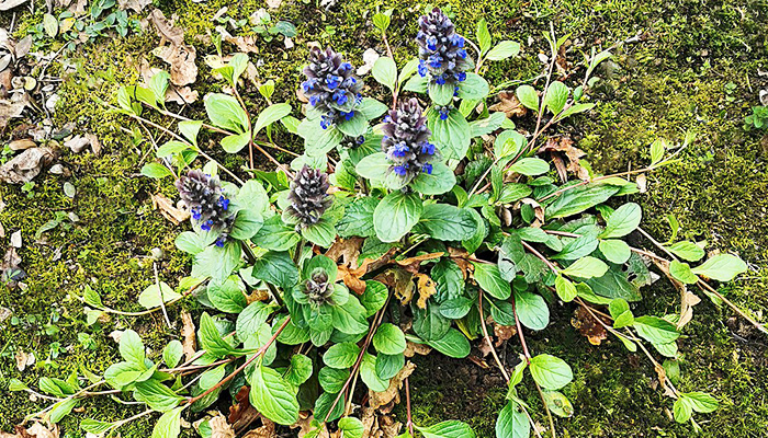 Живучка ползучая