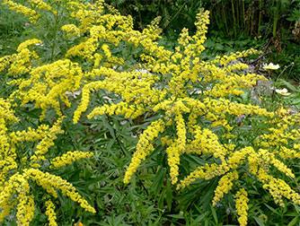 Золотарник